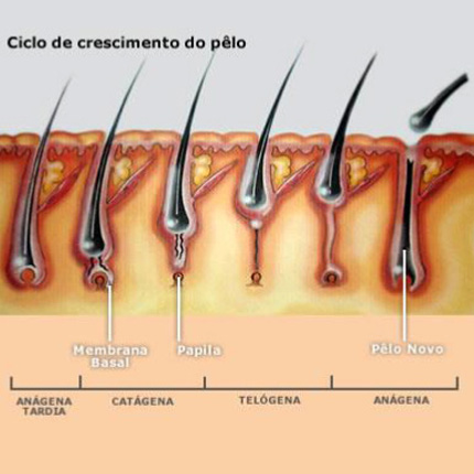 ciclo-crescimento-pelos